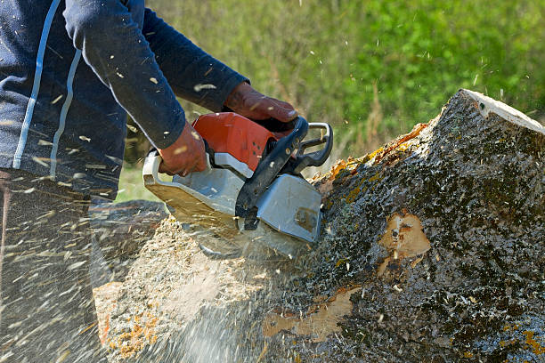 Tree Branch Trimming in Mccook, NE